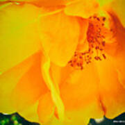 Yellow Flower Enhanced Art Print