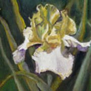 Yellow Iris Art Print