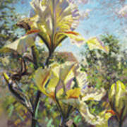 Yellow Iris Art Print