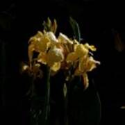 Yellow Irises Illuminated Art Print