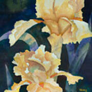 Yellow Irises Art Print