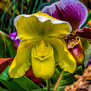 Yellow Ladyslipper Art Print