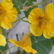 Yellow Nasturtium Art Print