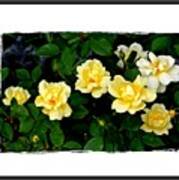 Yellow Rose Bush Art Print