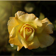 Yellow Rose In Bloom Art Print
