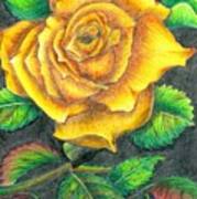 Yellow Rose Art Print