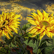 Yellow Sunflowers With Sunbeams Art Print