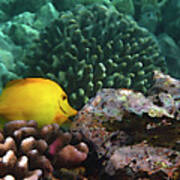 Yellow Tang On The Reef Art Print