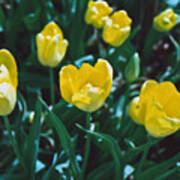 Yellow Tulips--film Image Art Print