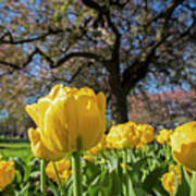 Yellow Tulips In The Public Garden Boston Ma Art Print