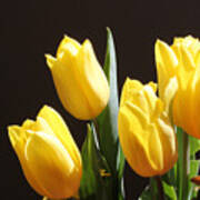 Yellow Tulips Art Print