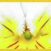 Viola Cornuta Horned Pansy Yellow Macro Art Print