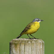 Yellow Wagtail Perching On The Roundpole A Close-up Art Print