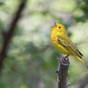 Yellow Warbler In Song Art Print