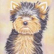 Yorkie Puppy Art Print