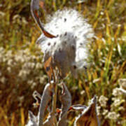 Yosemite Milkweed Art Print