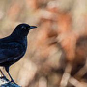 Young Blackbird's Profile Art Print