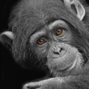 Young Chimpanzee Art Print