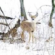 Young Doe And Spring Snow Art Print
