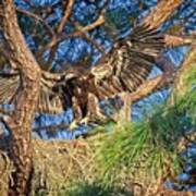 Young Eagle On Nest Art Print