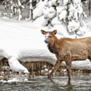 Young Elk Art Print