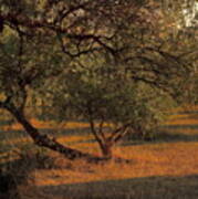 Young Life In The Olive Grove Art Print