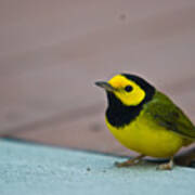 Young Male Hooded Warbler 3 Art Print