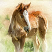 Young Painted Clydesdale Art Print