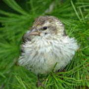 Young Pine Siskin Art Print