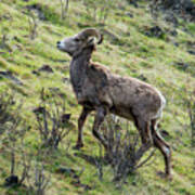 Young Ram Climbing Art Print