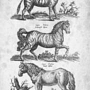 Zebra Historiae Naturalis 1657 Art Print