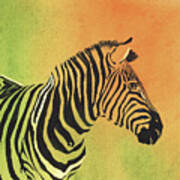 Zebra Iv Art Print