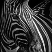 Zebra Portrait Art Print