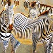 Zebra Herd Art Print