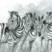 Zebra Quartet Art Print