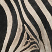 Zebra Stripes Art Print