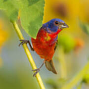 A Painted Bunting #1 Art Print