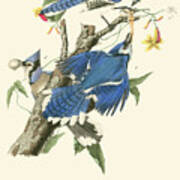 Audubon Blue Jays #1 Art Print