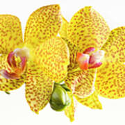 Beautiful Yellow Orchid On White #1 Art Print