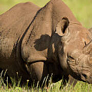 Black Rhinoceros Diceros Bicornis Kenya #1 Art Print