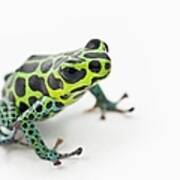 Black Spotted Green Poison Dart Frog #1 Art Print