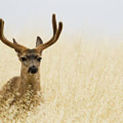 Black Tailed Deer In Tall Grass, Santa Cruz #1 Art Print