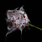 Bleeding Rose #1 Art Print