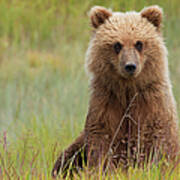 Brown Bear, Lake Clark National Park #1 Art Print
