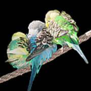 Budgerigar #1 Art Print