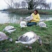 Carer With Young Snow Geese #1 Art Print