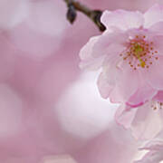 Cherry Blossom, Close-up #1 Art Print