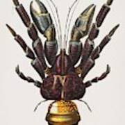 Coconut Crab  Birgus Latroi  Illustrated By Charles Dessalines D Orbigny  1806-1876 2 #1 Art Print