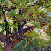 Country Lane - Oak Tree Art Print