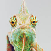 Cute Chameleon Looking At Camera #1 Art Print